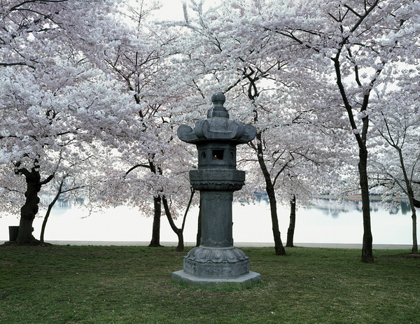 1980CherryBlossom.jpg