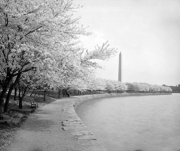 CherryTrees.jpg