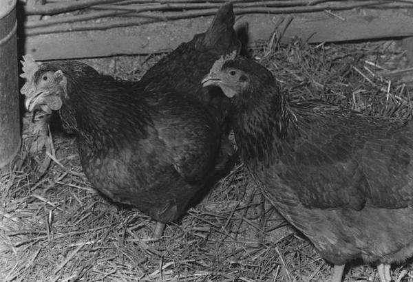 Chickens That Disrupted the Nixon 1973 Inaugural Ball
