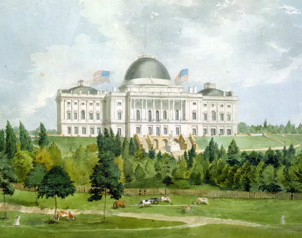 West front of the United States Capitol with cows in the foreground