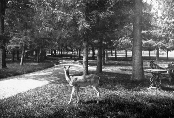 DeerSIA.jpg