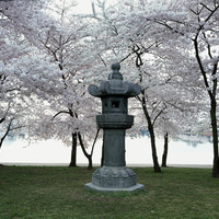 1980CherryBlossom.jpg