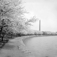 CherryTrees.jpg