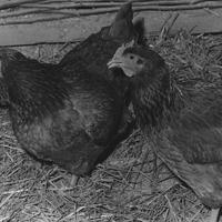 Chickens That Disrupted the Nixon 1973 Inaugural Ball