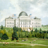 West front of the United States Capitol with cows in the foreground
