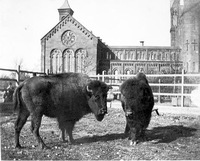 Buffalo behind Smithsonian Institution Building