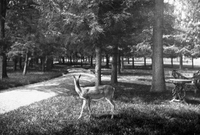 Deer on the Mall